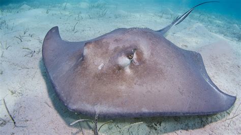 do octopus eat stingrays|14 facts about stingrays! .